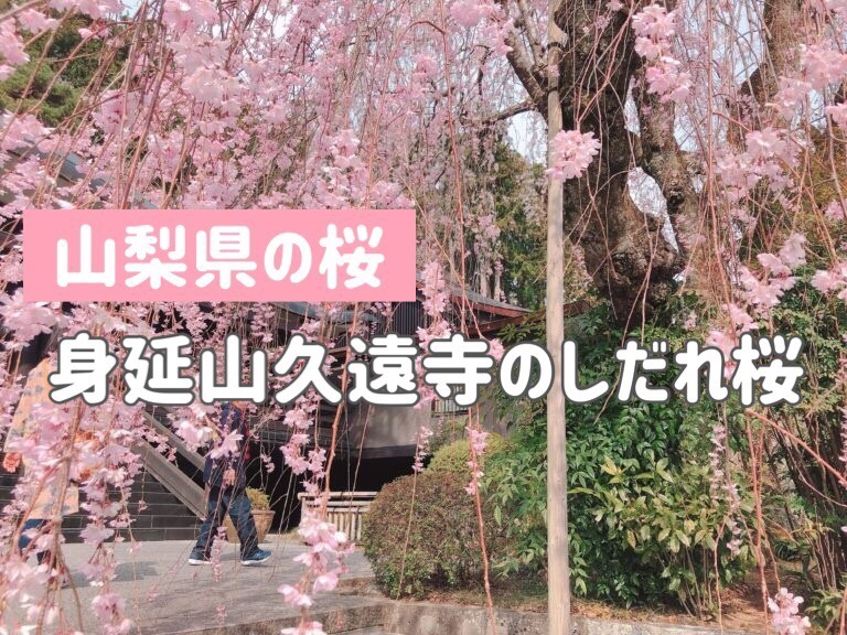 身延山久遠寺のしだれ桜と見どころ案内 山梨県 桜情報 ひとぷらす 人 らいふらぼ