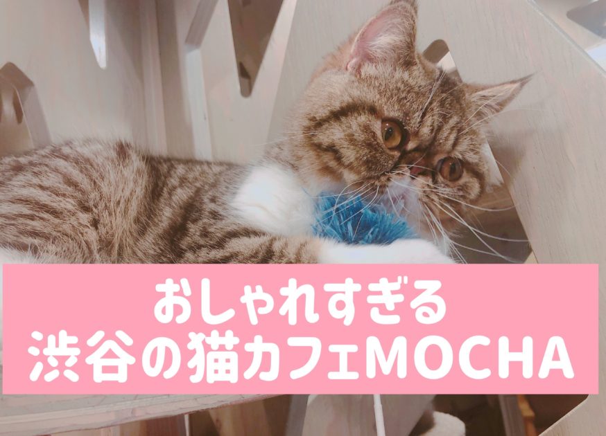 渋谷 おしゃれすぎる猫カフェmochaモカラウンジは丸一日いれる空間だった ひとぷらす 人 らいふらぼ