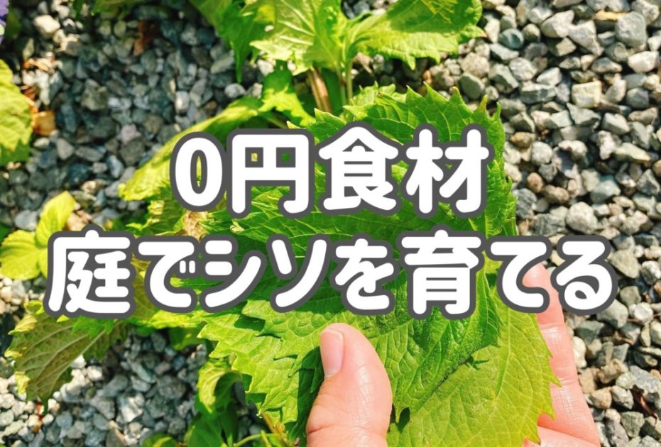 家庭菜園 シソの繁殖力は凄い シソ食べ放題の庭にする為の育て方 ひとぷらす 人 らいふらぼ